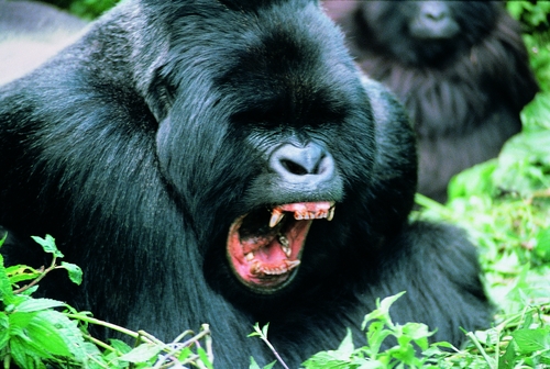 Social media users are divided over who would win in a fight - 100 men or 1 gorilla
