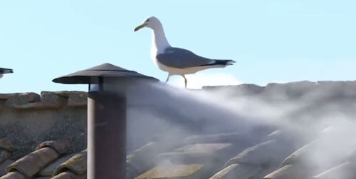 Social media becomes obsessed with seagull amid pope elections