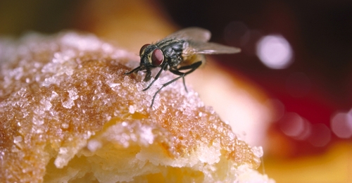 People left seriously disgusted by simulation showing what happens when a fly lands on your food