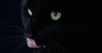 Cat leaps from fifth floor of burning building, lands, then runs away like nothing happened