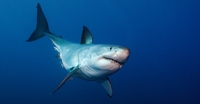 Man tried to warn friends of danger in final act before fatal shark attack