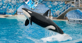 Video shows SeaWorld trainer screaming for help as killer whales drag her underwater