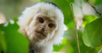 Monkey dials 911 and gets cops dispatched to California zoo