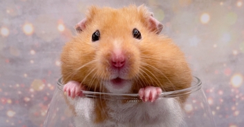 Woman stunned as neighbor's hamster chews through wall into her apartment