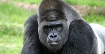 Parents are mortified as gorillas mate in front of kids at zoo