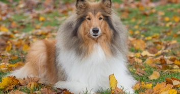 Man who spent $15k to 'become a dog' is worried his friends will think he's weird
