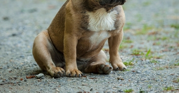 Woman's dog left suffering seizures and unable to stand after eating 'meth-filled human poop'