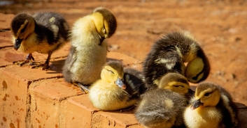 Heroic dad killed in front of his children just moments after helping ducks cross a road