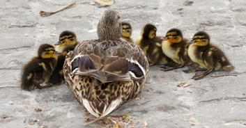 Widow of dad killed moments after helping ducks cross road breaks her silence