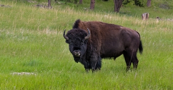 Tourists very narrowly escape being gored after 'trying to pet' bison for selfies