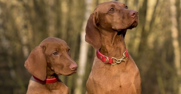108-year-old woman says the secret to long life is to have dogs instead of children
