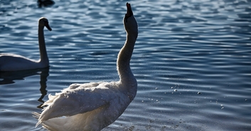 3 teens arrested after 'much loved' swan is killed and eaten