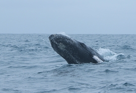 Man swallowed by whale says even scarier things have happened to him