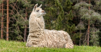 People are in stitches over photos of llama dressed as a groomsman at couple's wedding