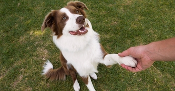 Man who spent $16,000 to 'become a dog' spooks real dogs in the street