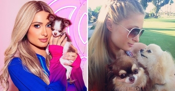 PETA hits out at Paris Hilton for buying new chihuahua puppy after beloved dog's death