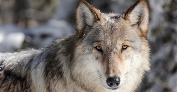 Man who spent $23,000 to 'become a wolf' says 'I am not a monster'