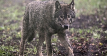 Man who spent $23,000 to ‘become a wolf’ feels he's 'no longer human'