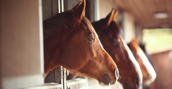 Mom of woman who spent thousands to 'become a horse' finds it 'odd'