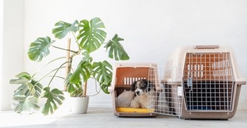 Woman abandons dog at airport after being told it couldn't fly without a crate, police say