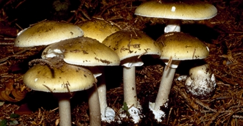 Horrifying new details emerge after woman cooked mushroom lunch that 'killed 3'
