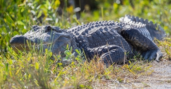 Daughter of woman whose body was found in alligator says mom's death is 'unbearable pain'
