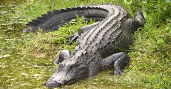 Woman whose body was found in jaws of 13ft Florida alligator has been identified
