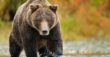 Haunting final text sent by couple killed by grizzly bear in Canada