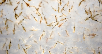 People are just learning the dark truth behind childhood staple Sea Monkeys: 'Childhood ruined'