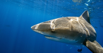 Woman killed in shark attack is ID'ed as Boston newlywed