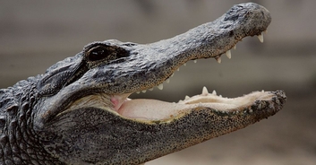 Family of woman killed in alligator attack sues retirement community