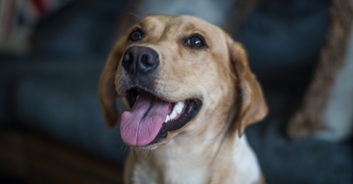 Woman who lives life as a dog, sleeps in a crate and is taken on walks