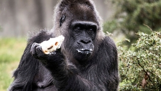 Fatou, the world's oldest gorilla, turns 67