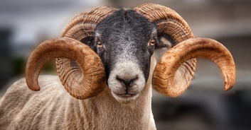 Elderly couple believed to have been killed by ram are identified by police
