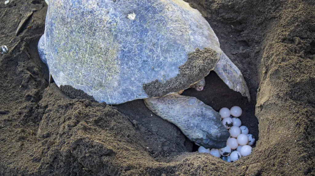 The man had been looking for turtle nests when he stumbled across a very different find. Credit: 	Kryssia Campos/Getty Images 