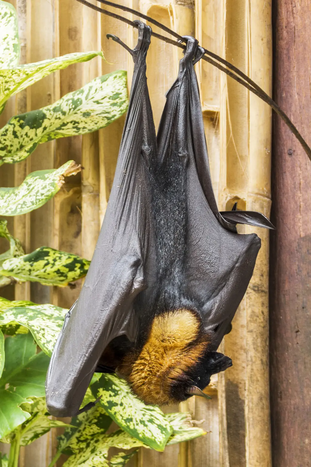 These bats have a wingspan of around 5ft4"! Credit:  Imagevixen / Getty