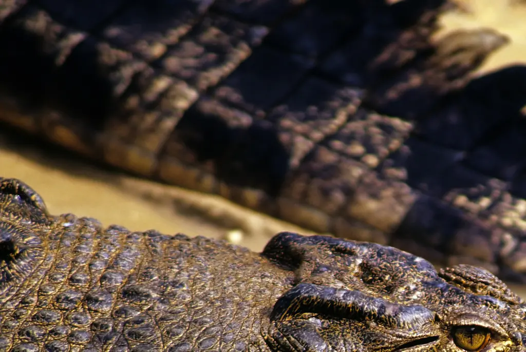 Around 1,200 crocodiles are removed from the territory each year. Credit: Jeremy Edwards / Getty