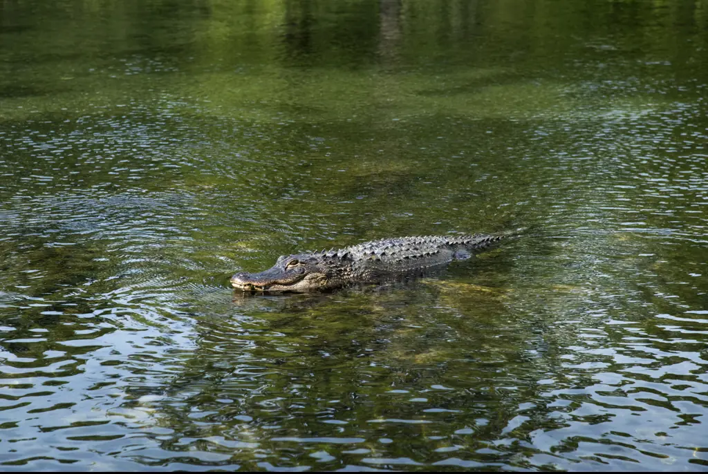 Credit: John Coletti / Getty