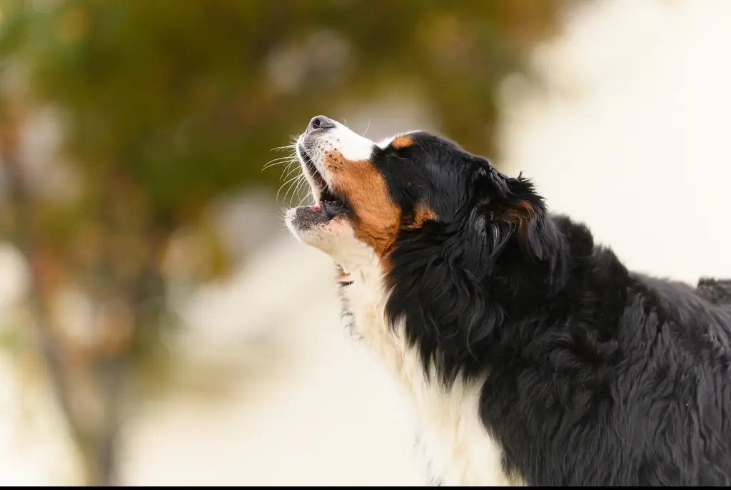 Barking dogs can be annoying. Credit: Jill Lehmann Photography/Getty