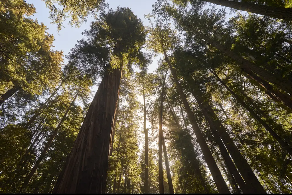 Despite being an experienced hiker, the fire-decimated forest made him lose his bearings. Credit: EyeWolf/Getty Images 