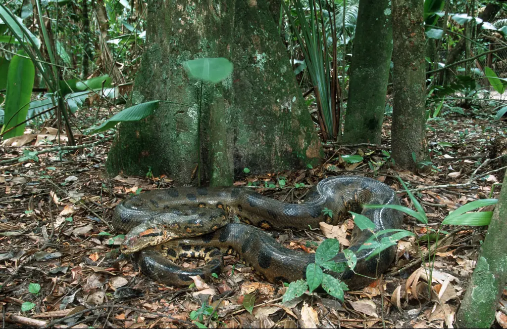 Coming face to face with a big snake is a nightmare for a lot of people. Credit: Martin Harvey/Getty
