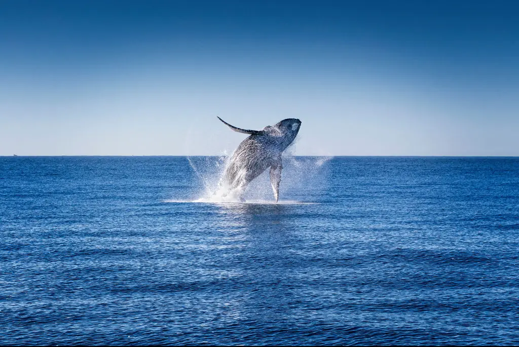 A Humpback whale landed on a fishing boat. Credit: Alfredo Martinez/Getty