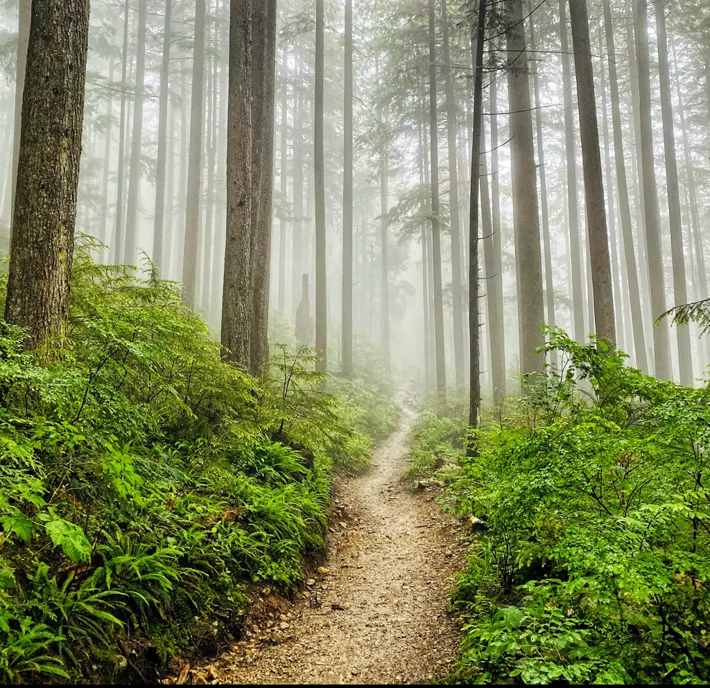 Despite being an experienced hiker, McClish lost his bearings. Credit: LeonU/Getty