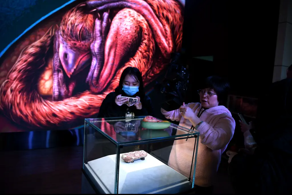 Guests amazed at the fossilized oviraptorosaur egg with embryo 'Baby Yingliang'. Credit: China News Service / Getty