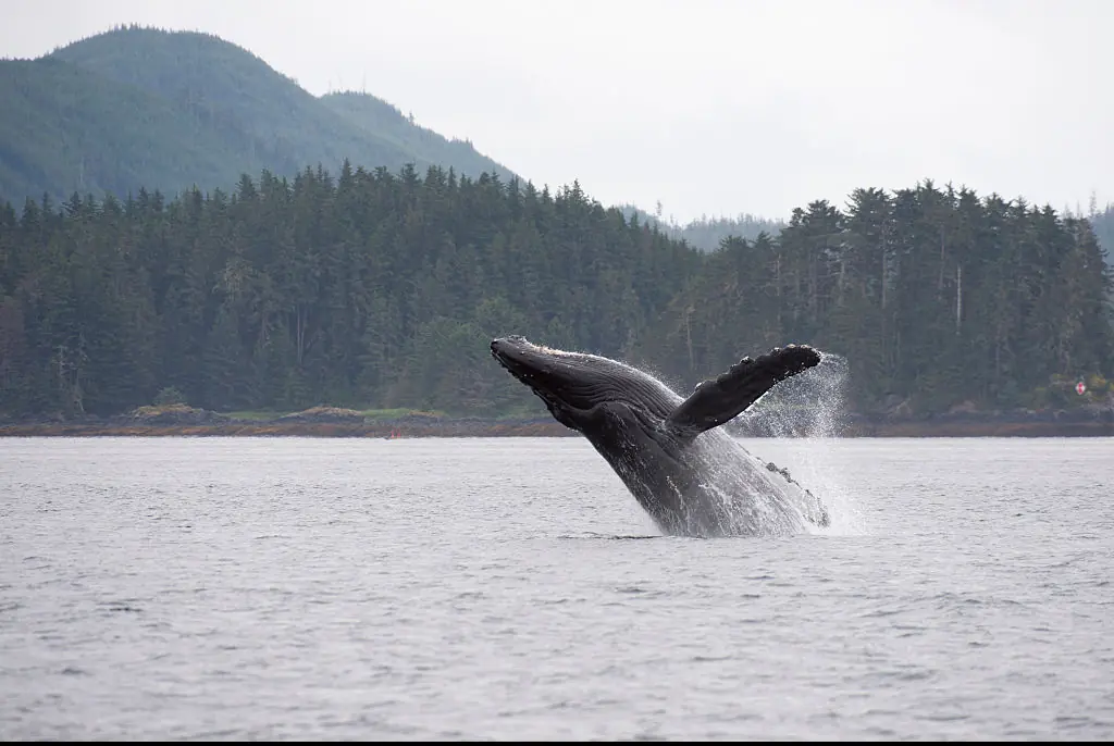 Humpback whales landing on boats is rare. Credit: Wolfgang Kaehler/Getty