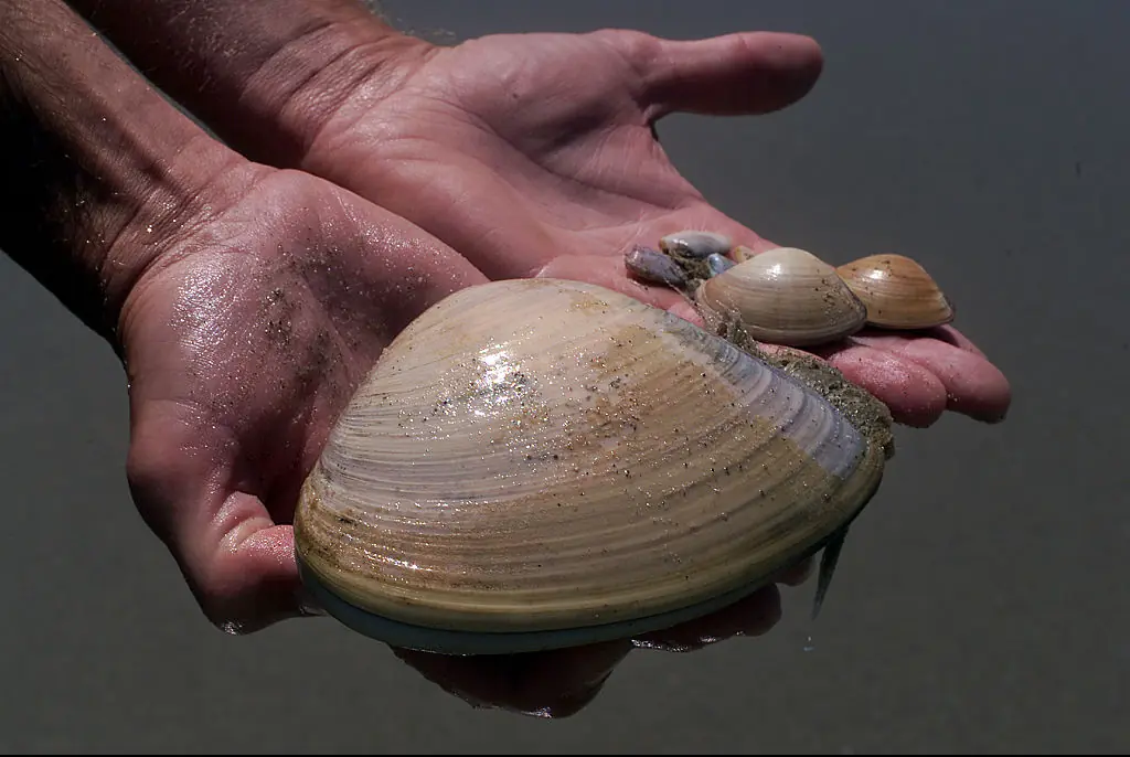 Pismo clams can be identified by their thick, large, triangular shells and can be pale or brown in color.Credit: Spencer Weiner / Getty