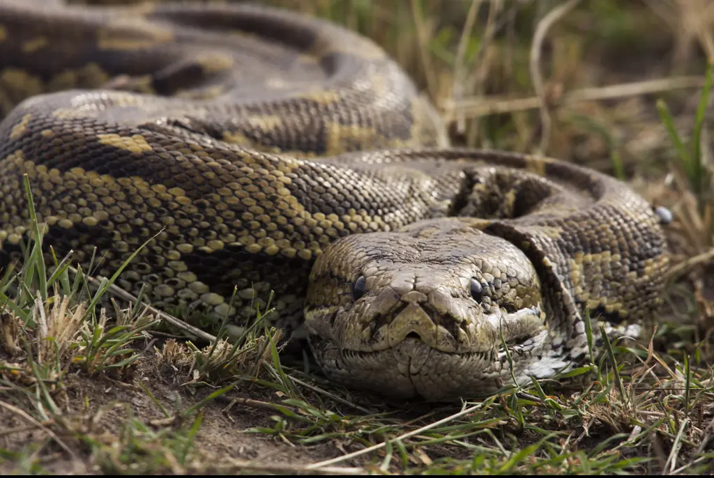 The mom's body was discovered by her husband and locals. Credit: Anup Shah / Getty (Stock photo)