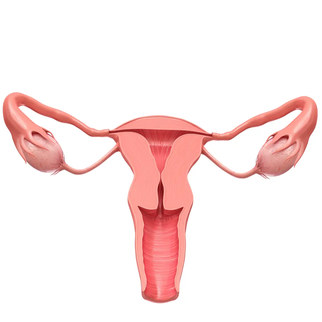 Rather than the usual female anatomy, above, she has two uteri and two vaginas. Credit: 	PIXOLOGICSTUDIO/SCIENCE PHOTO LIBRARY/Getty Images