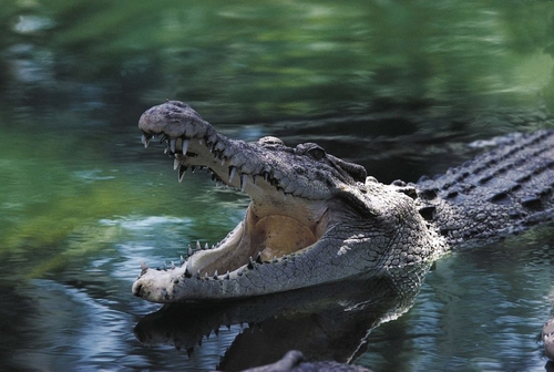 12-year-old girl missing after reportedly being attacked by crocodile while swimming in creek