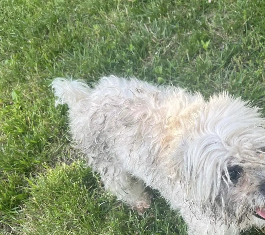 Teddy went missing after escaping from a hole under his owner's fence. Credit: Facebook